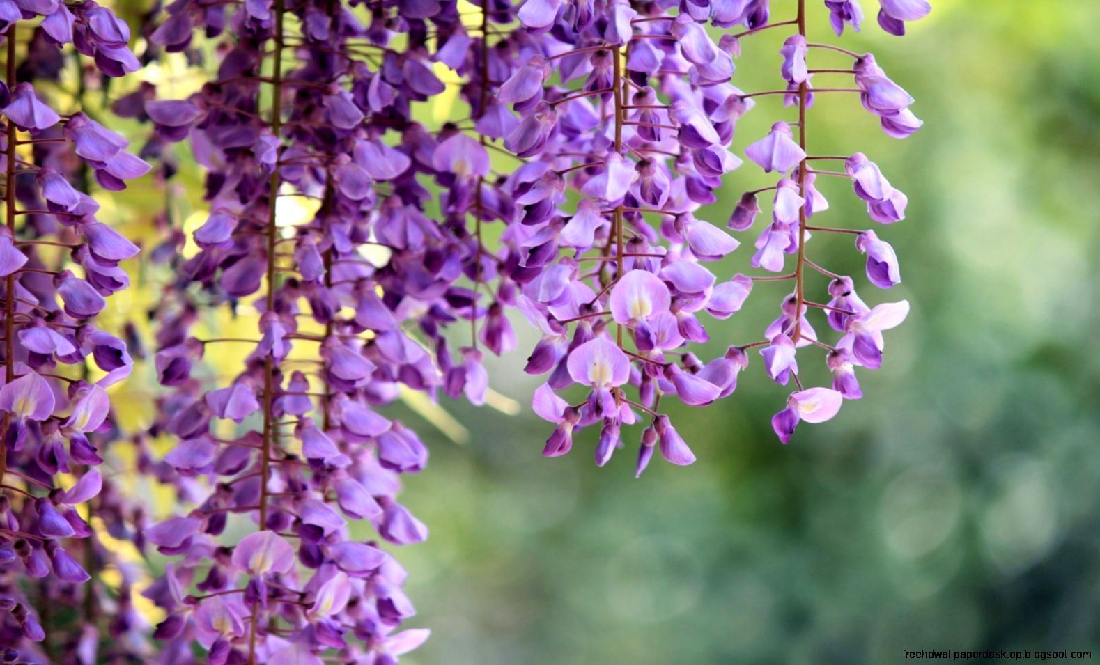 Wisteria Flowers HD Wallpaper. Free High Definition Wallpaper