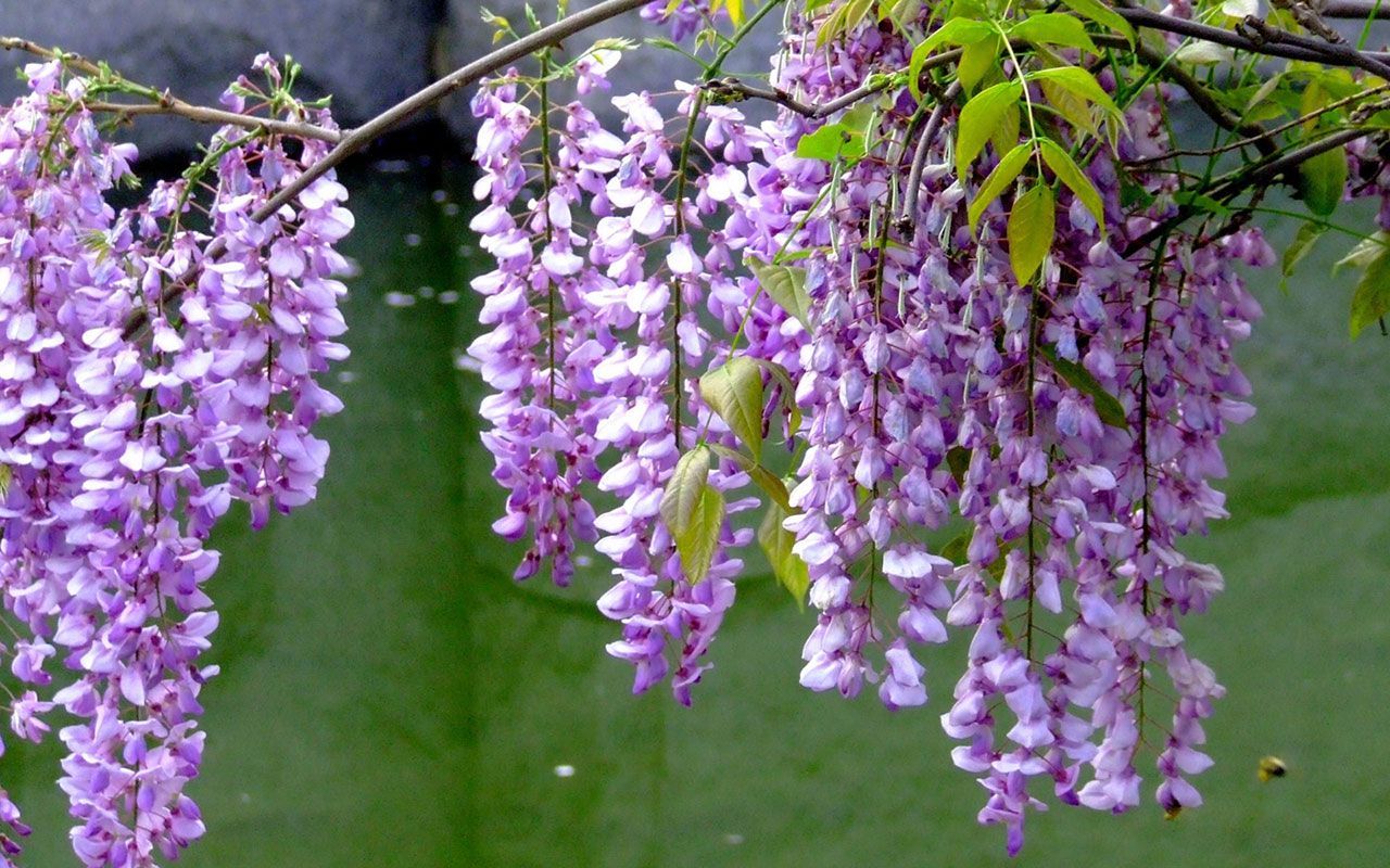 Free download Wisteria HD Wallpaper 11 Flower Wallpaper