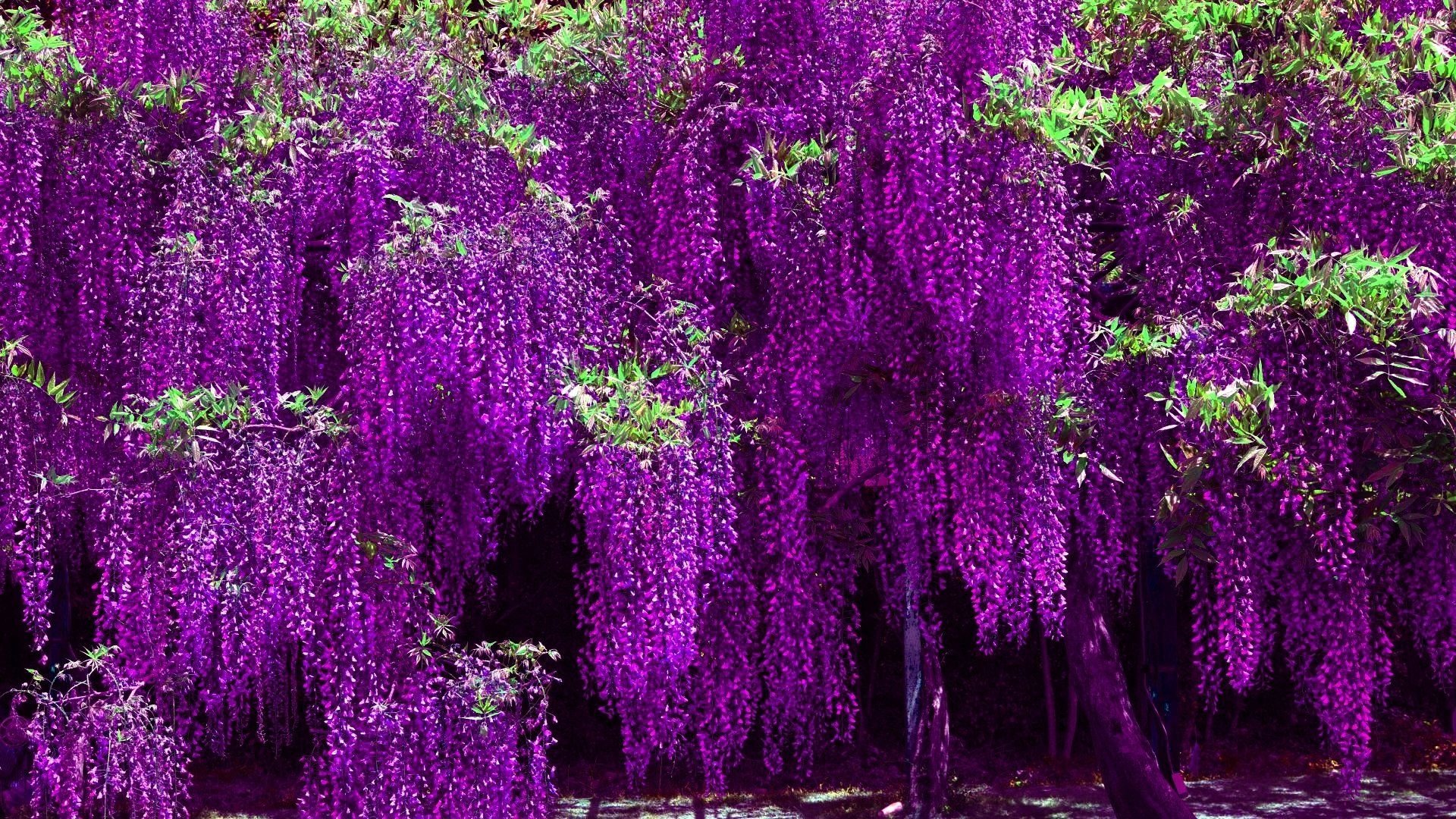 Wisteria HD Wallpaper and Background Image