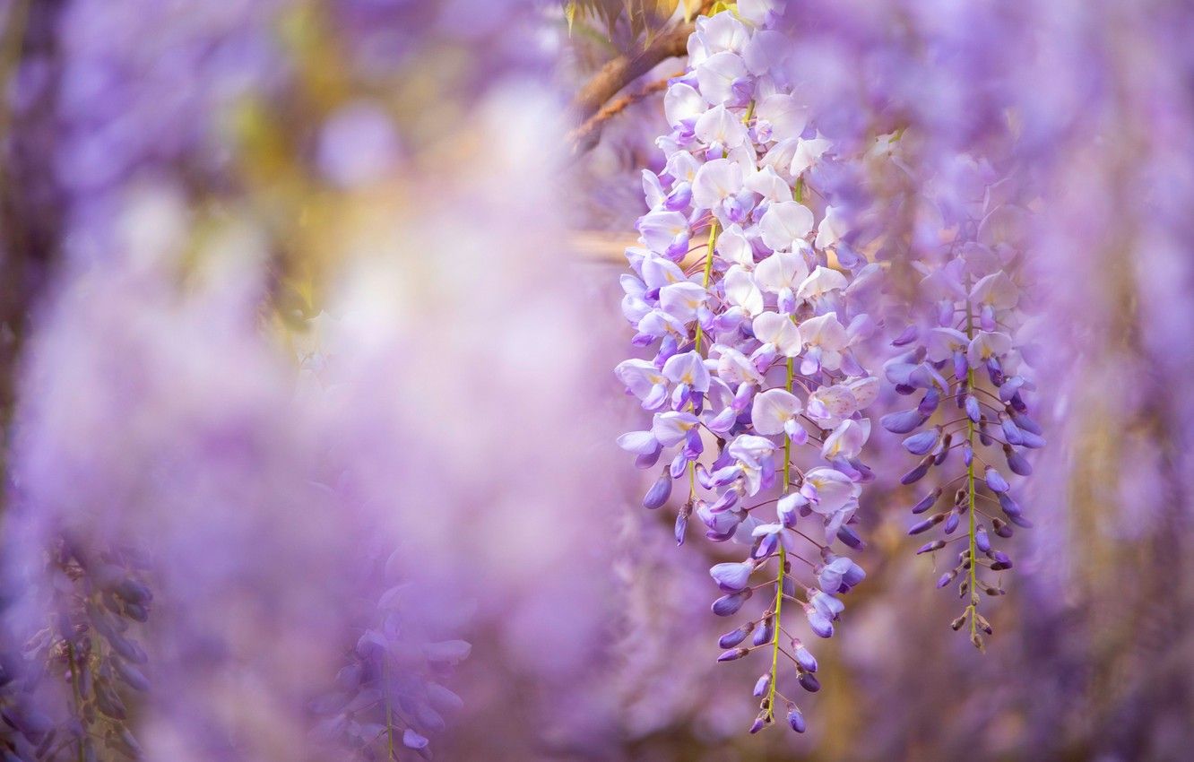 Wallpaper flowers, background, spring, flowering, lilac, Wisteria