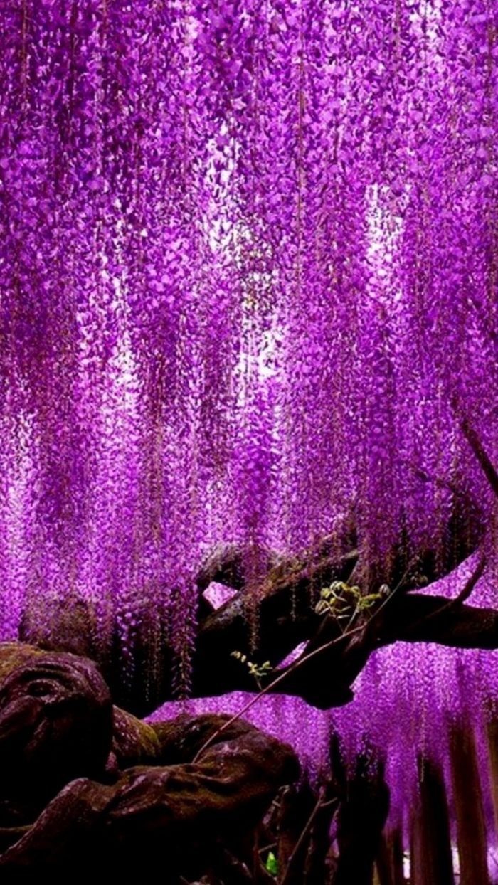HD Purple Liquid Wallpaper For iPhone. Wisteria tree, Beautiful