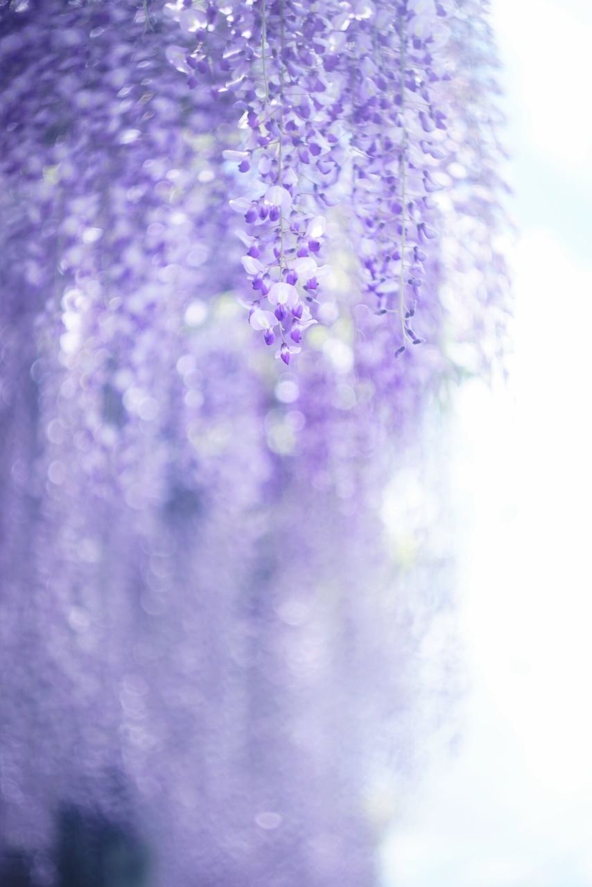 Wisteria flower wallpaper discovered by frozenpink♡