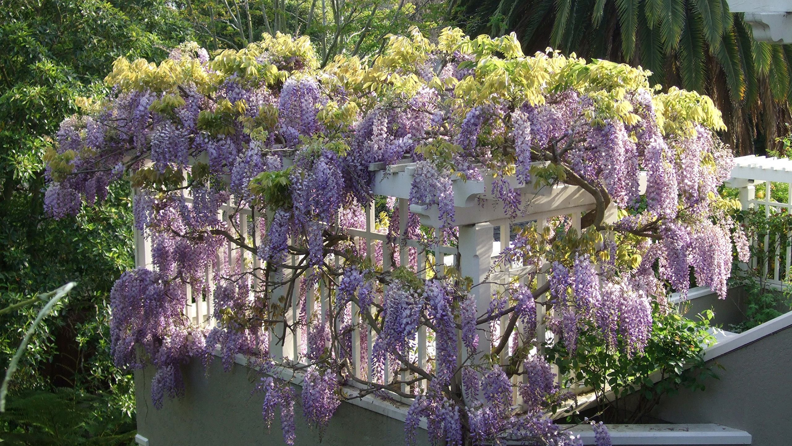 Picture Flowers Wisteria 2560x1440