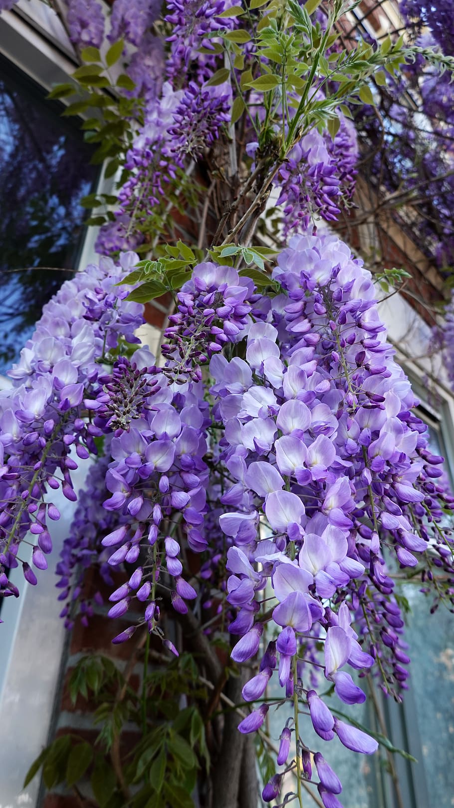 HD wallpaper: wisteria, purple, flowering, flora, plant, flowering