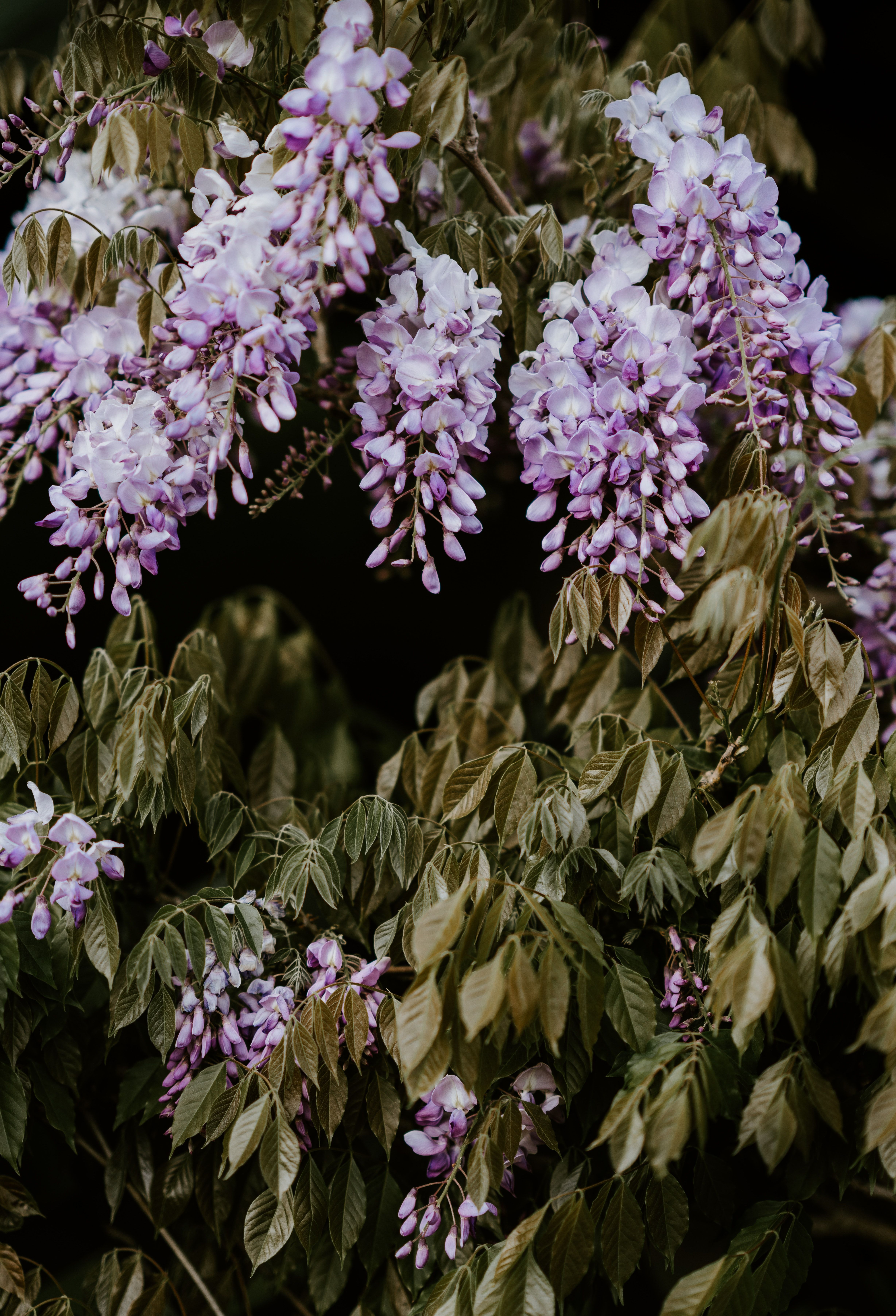 Wisteria Flower Picture. Download Free Image