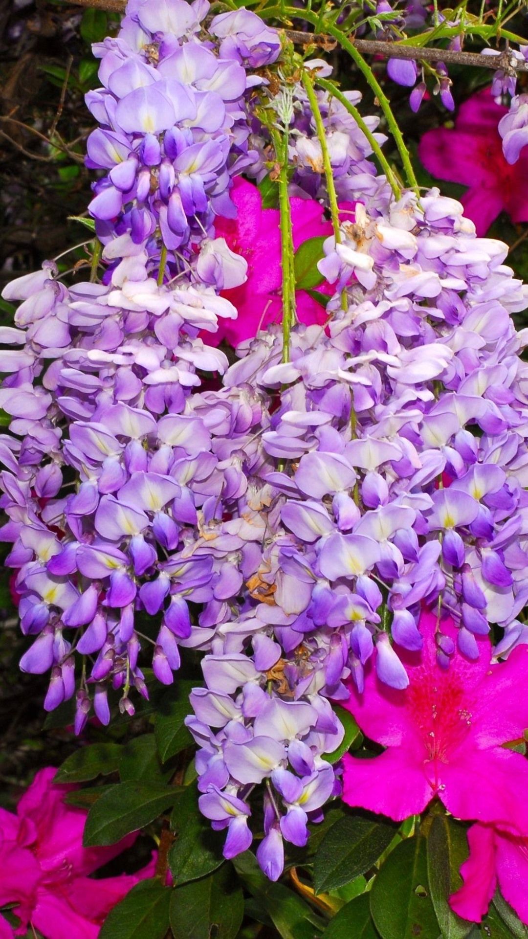 Purple Wisteria Flowers 1080x1920 IPhone 8 7 6 6S Plus Wallpaper