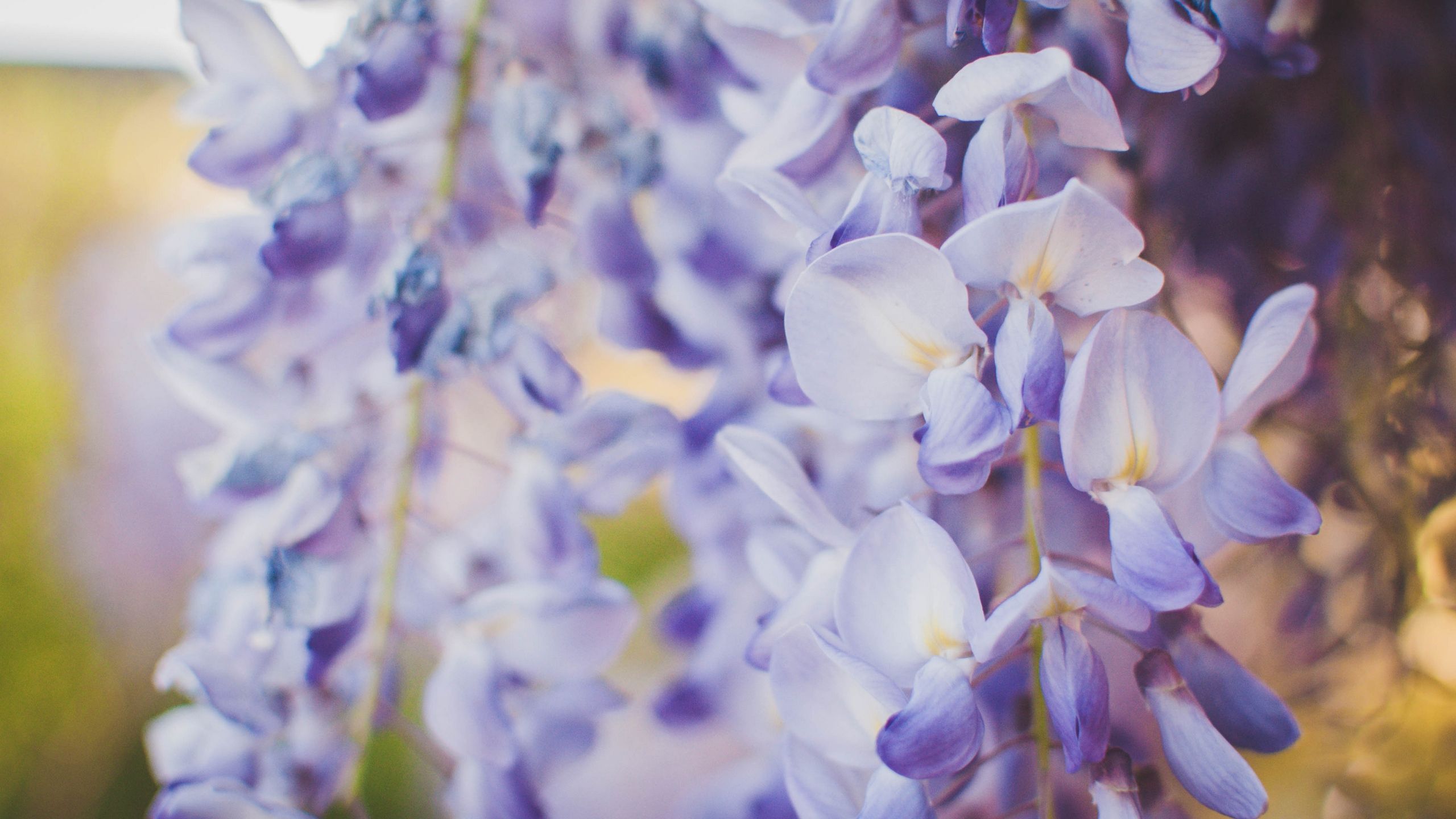 Download wallpaper 2560x1440 wisteria, flowers, purple, closeup