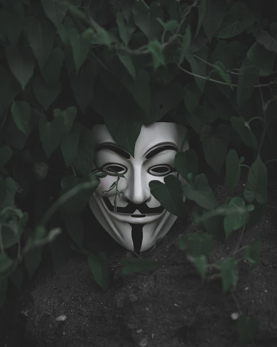 HD wallpaper: Guy Fawkes mask on green leafed plant, clothing