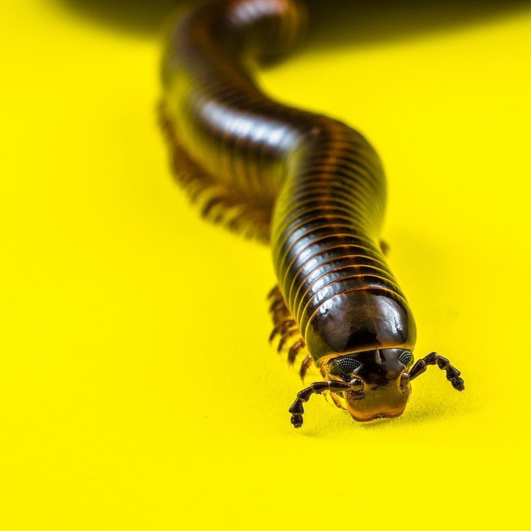 Worm Wallpaper for Android