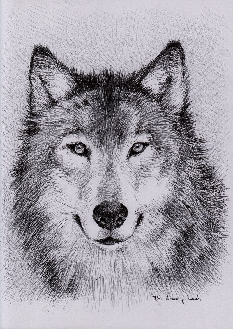 realistic wolf face drawing