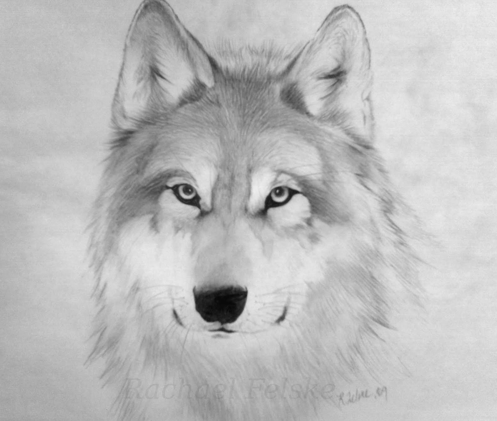 Free Wolf Drawings, Download Free Clip Art, Free Clip Art on Clipart Library