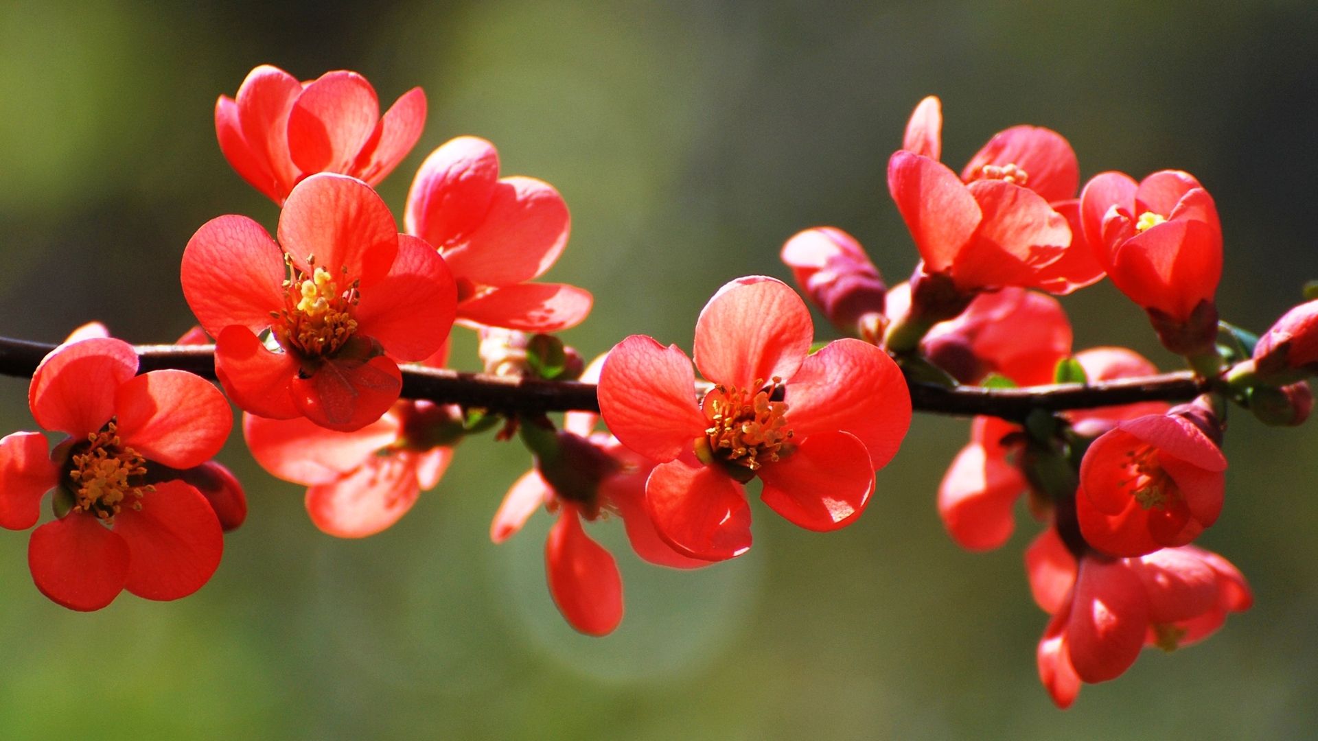 Red Spring Blossoms desktop PC and Mac wallpaper