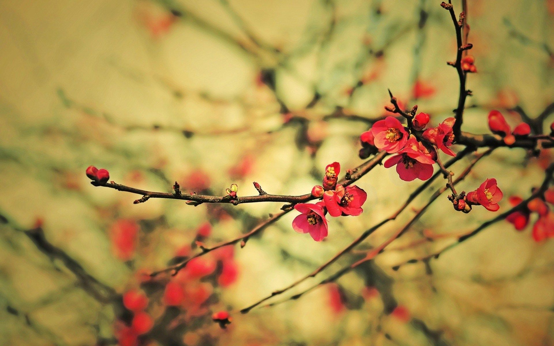 Spring Red Flower, High Definition, High Quality