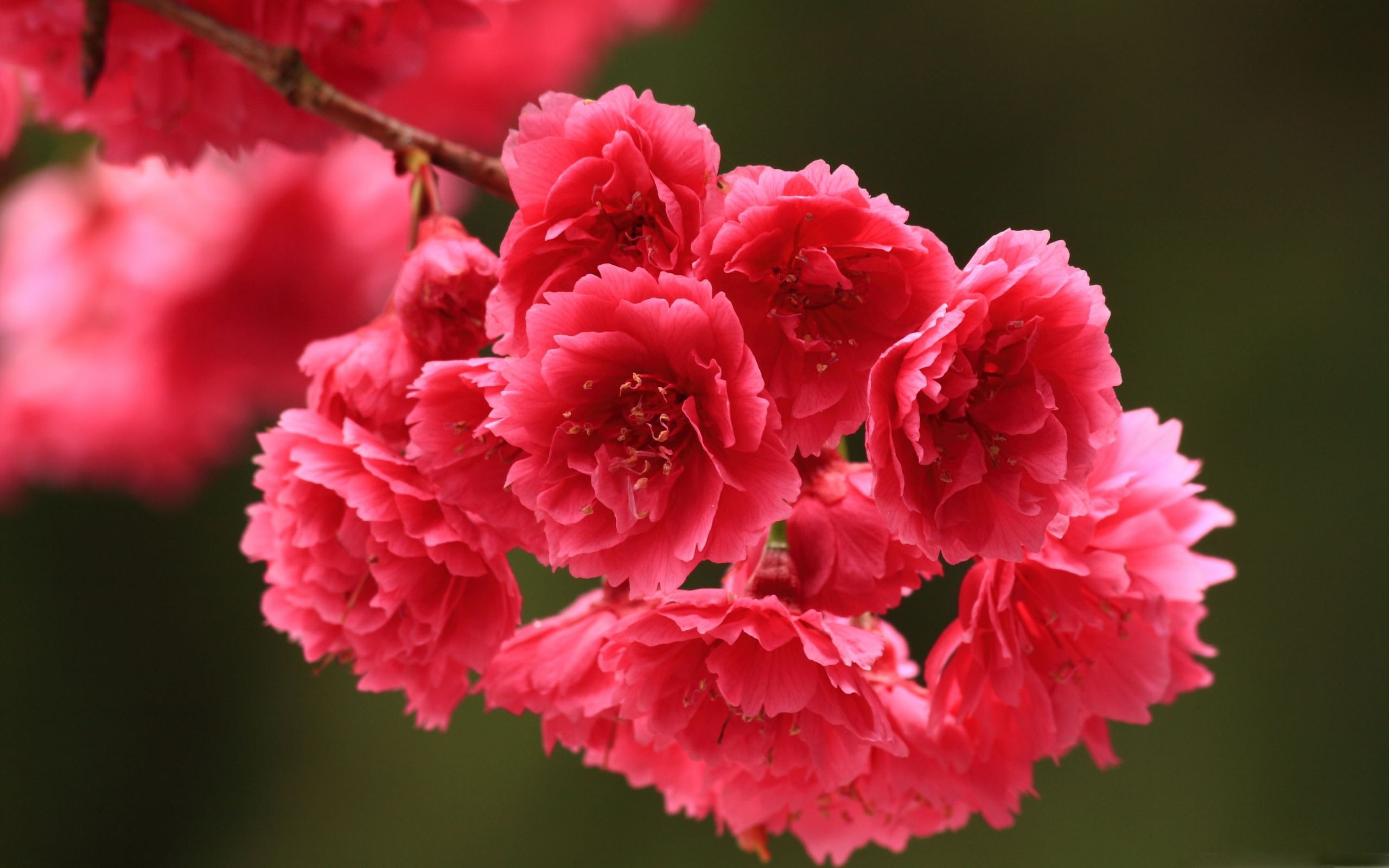 Red Spring Flowers Mac Wallpaper Download