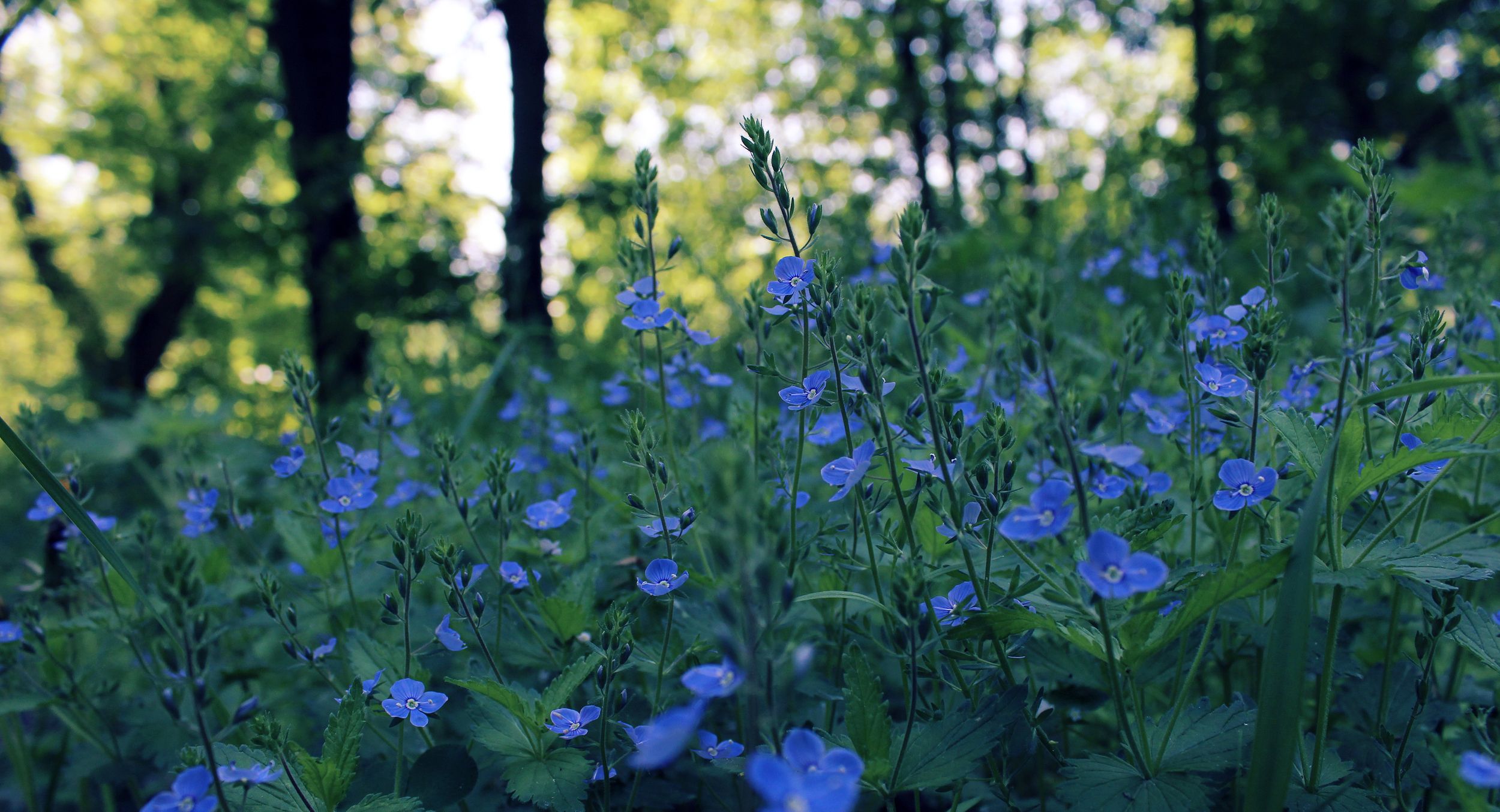 Blue Spring Flowers Background