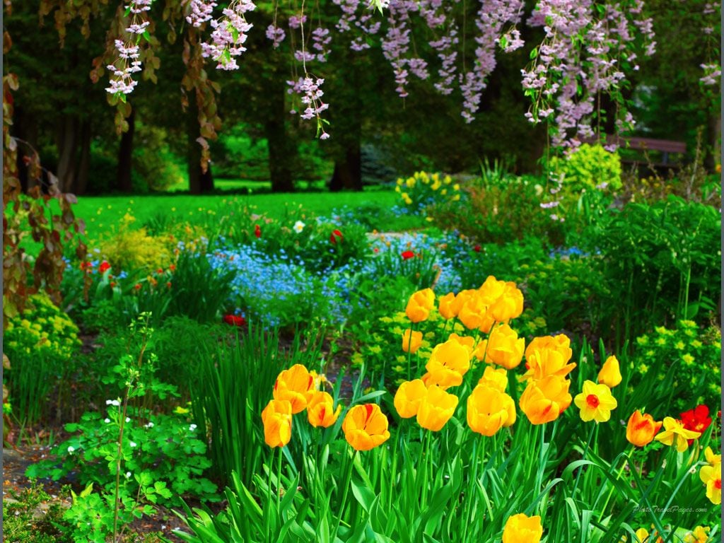 Free download late spring rain wallpaper size spring flowers