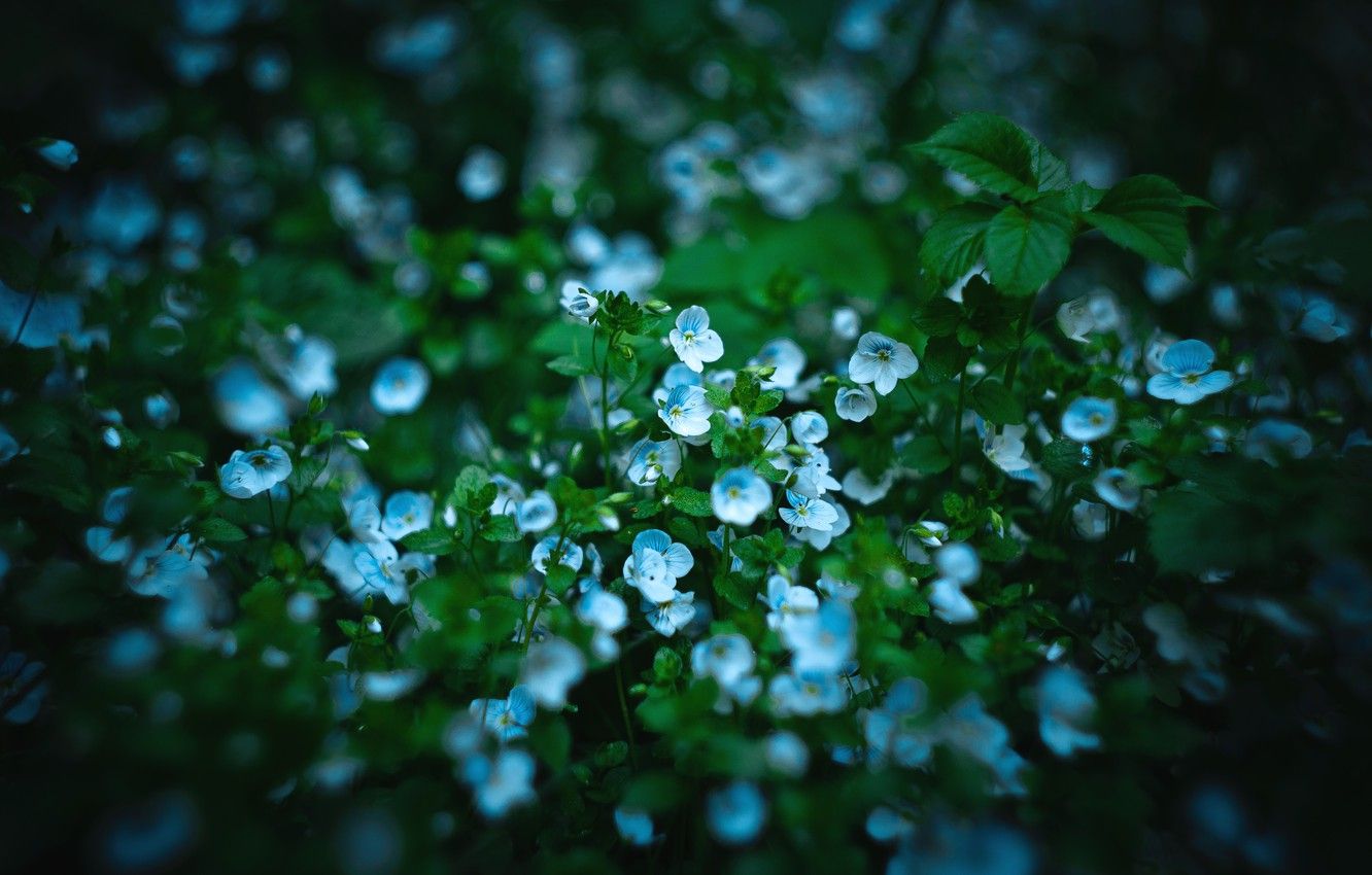 Wallpaper flowers, blue, dark, spring, small, dobraatebe image