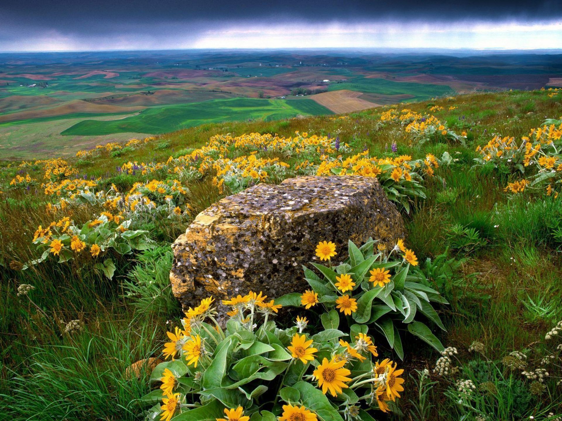 Spring Yellow Flowers Stone Field With Green Wheat Dark Sky Oblavi