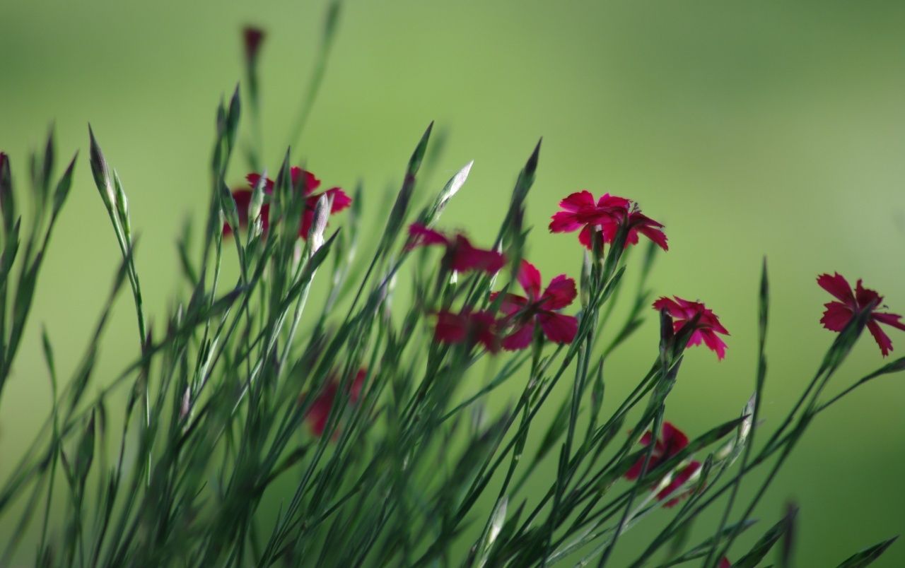 Red Spring Flowers wallpaper. Red Spring Flowers