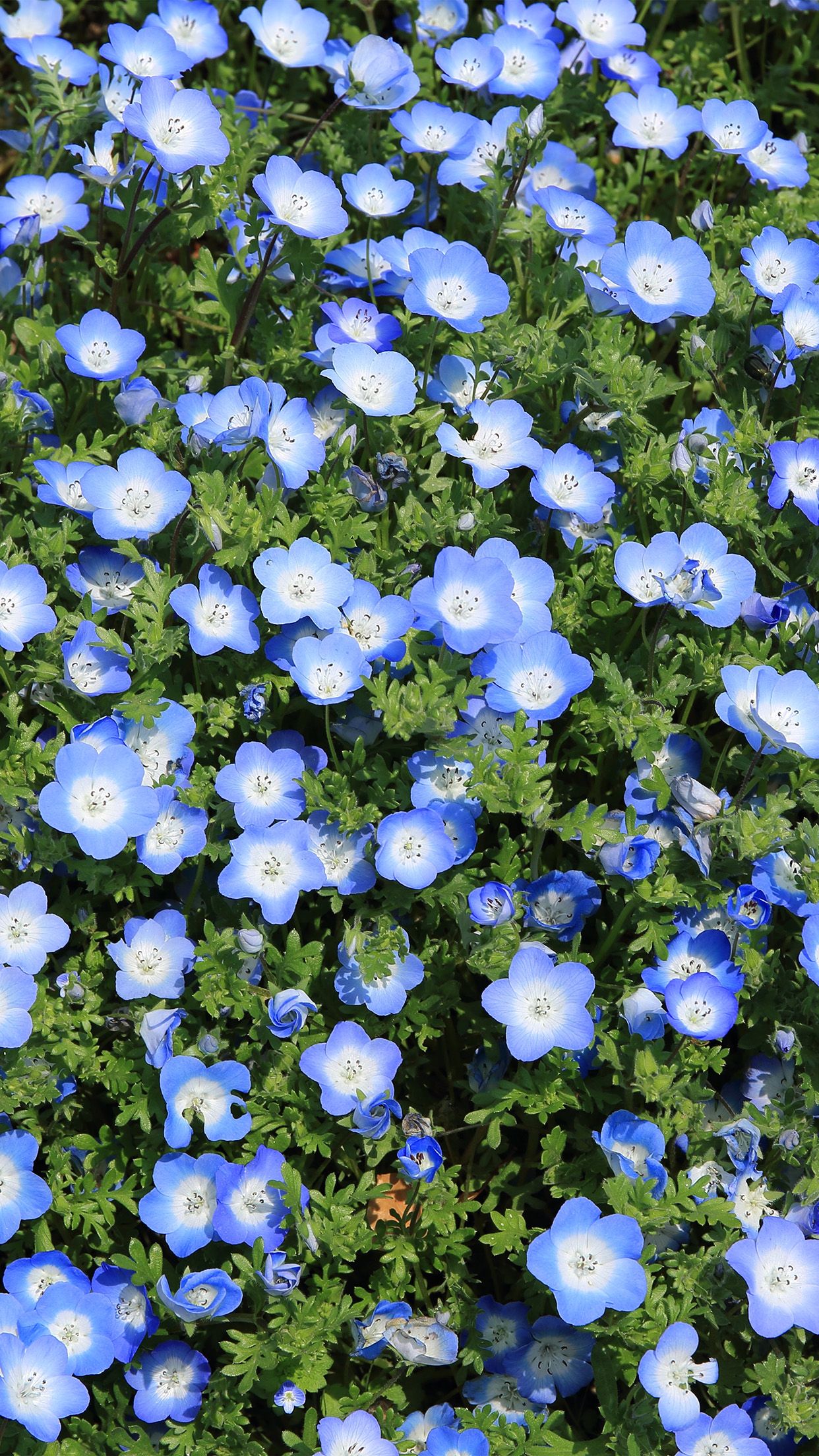 Flower Spring Blue Nature Wallpaper