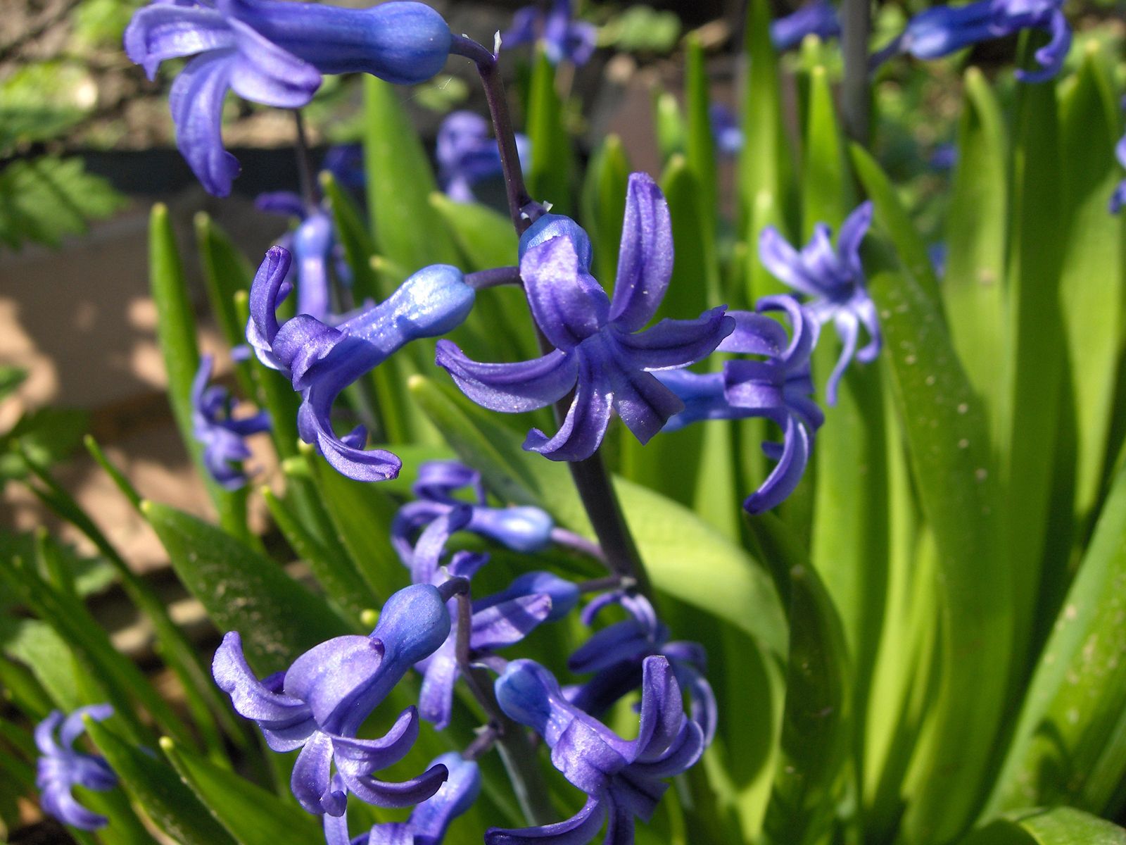 Blue spring flowers wallpaper. Blue spring flowers