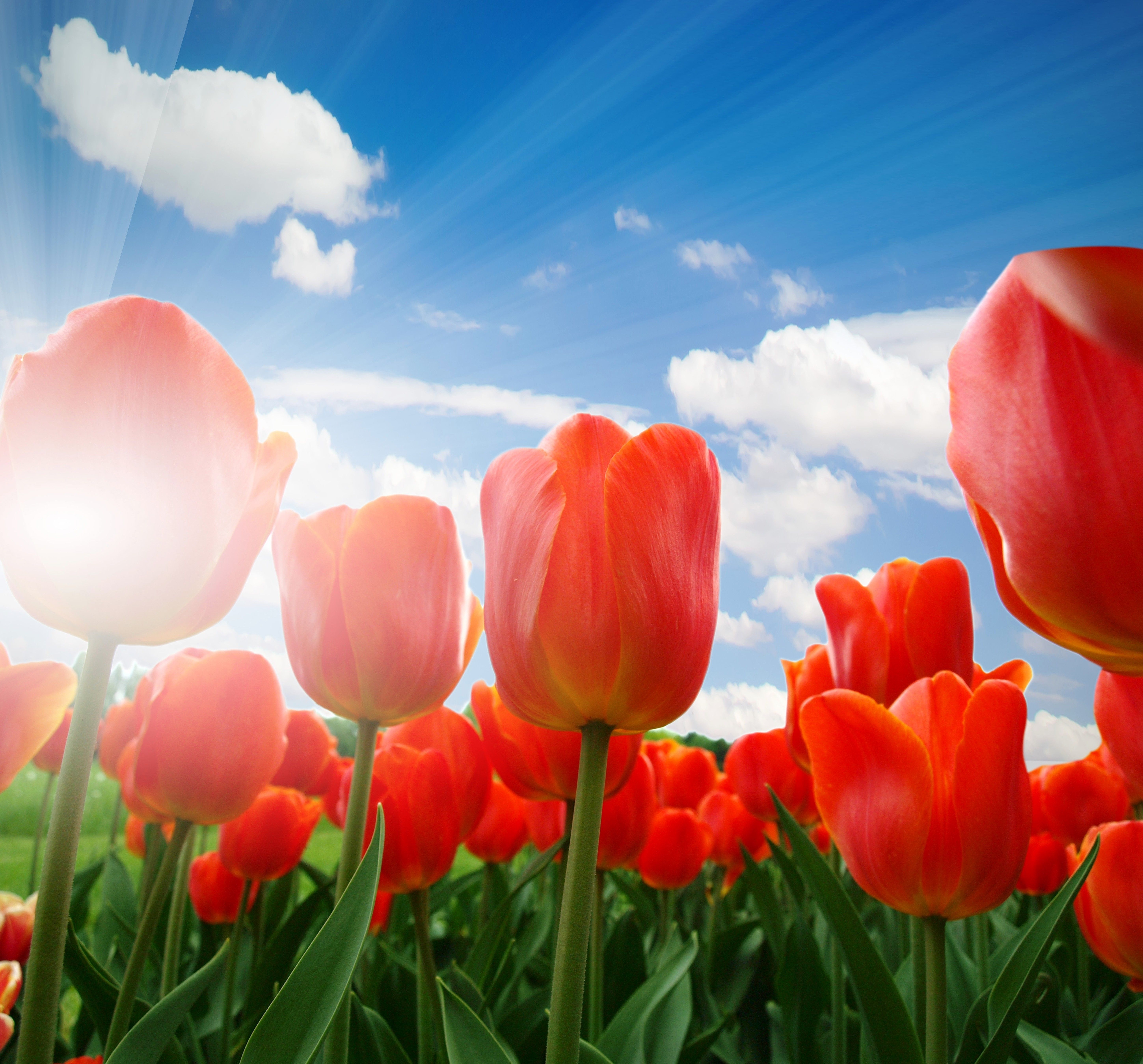 Tulips Red Spring Sunshine Flowers Wallpaper HD For