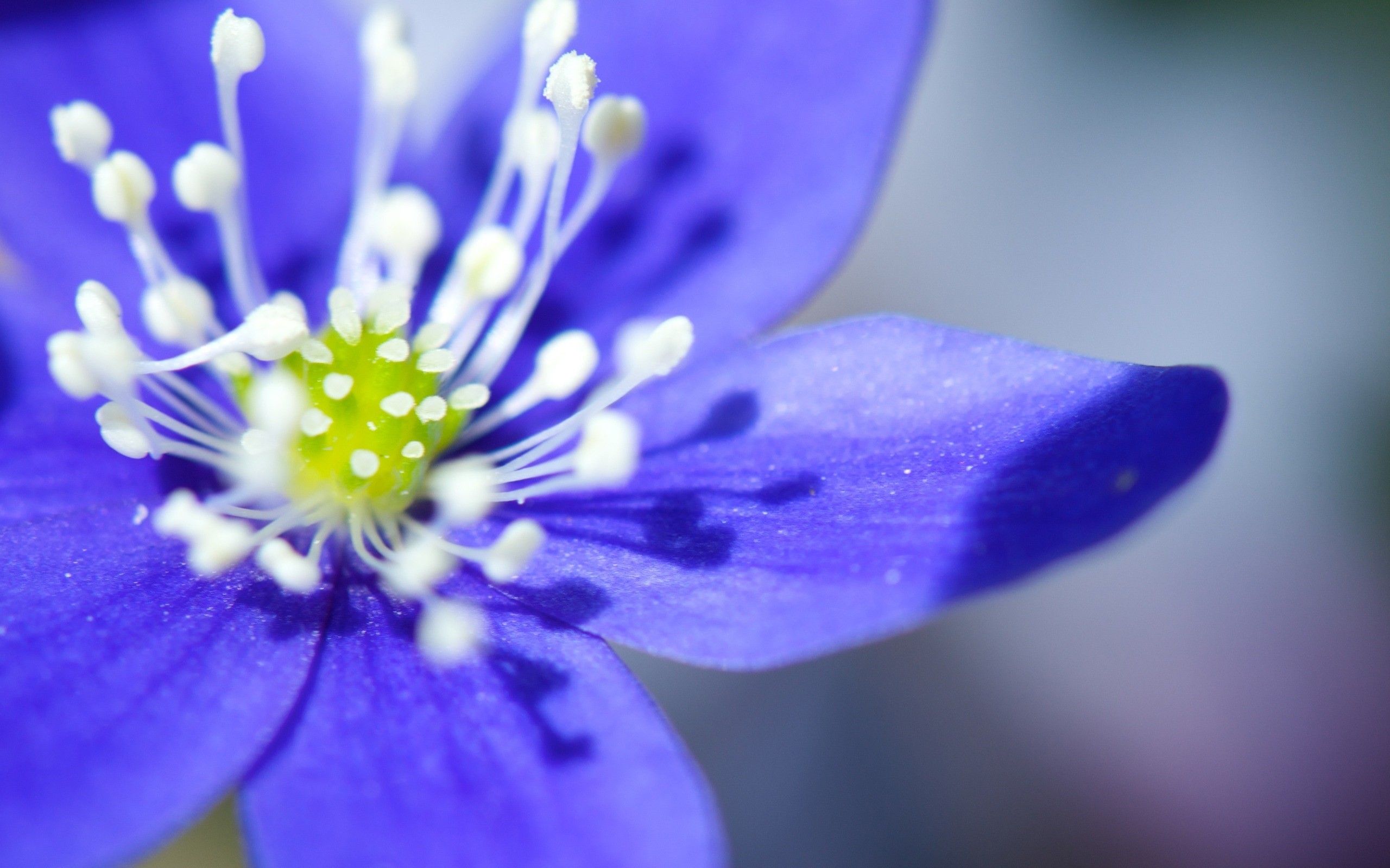Little blue magic flower macro spring wallpaper