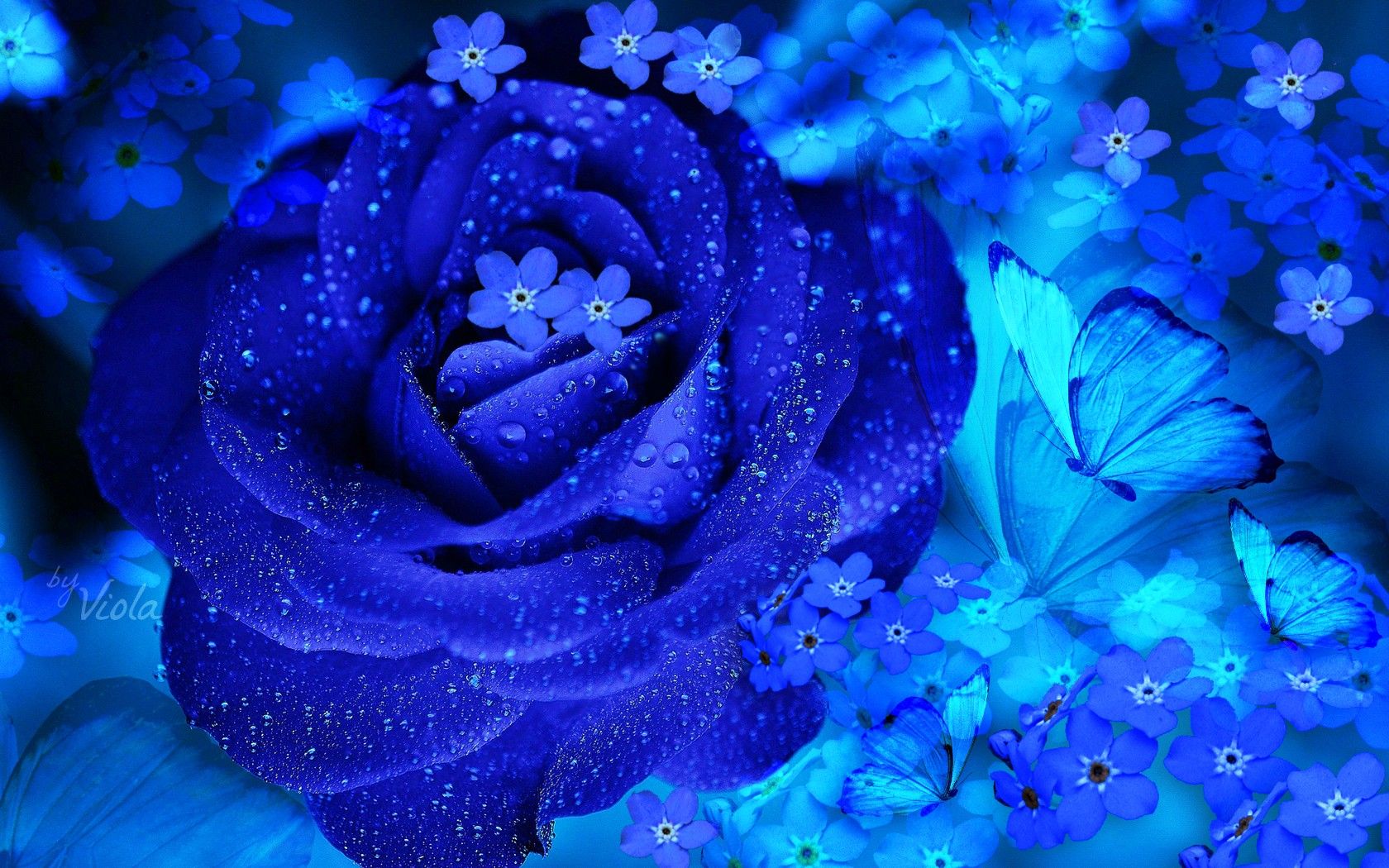 Blue Flowers Wallpapers - Flower Background Flowers Wallpapers Computer