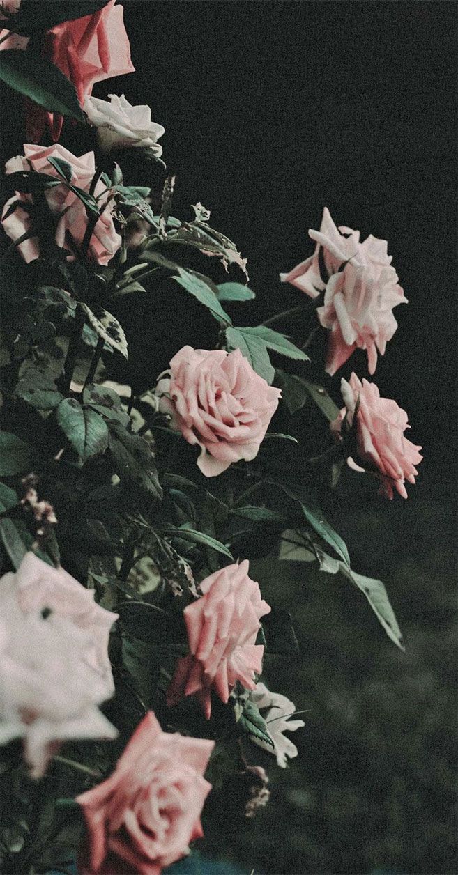 Blush pink rose iPhone wallpaper. Flower aesthetic, iPhone