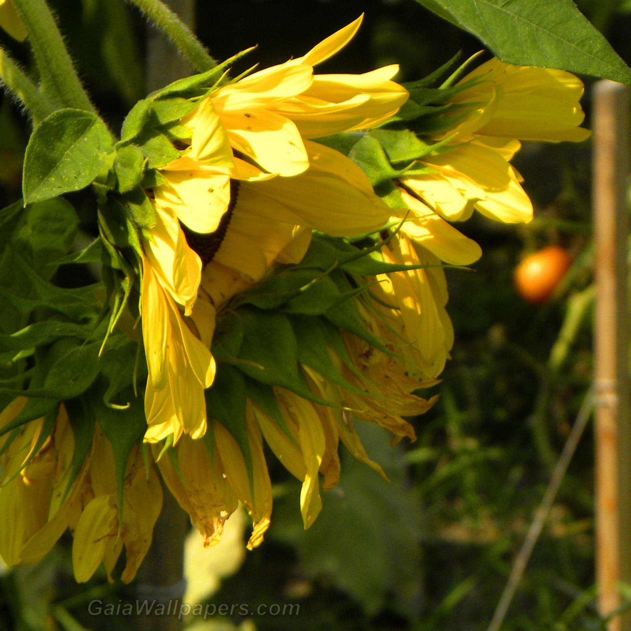 Sunflowers in late summer in the garden wallpaper 2048x2048
