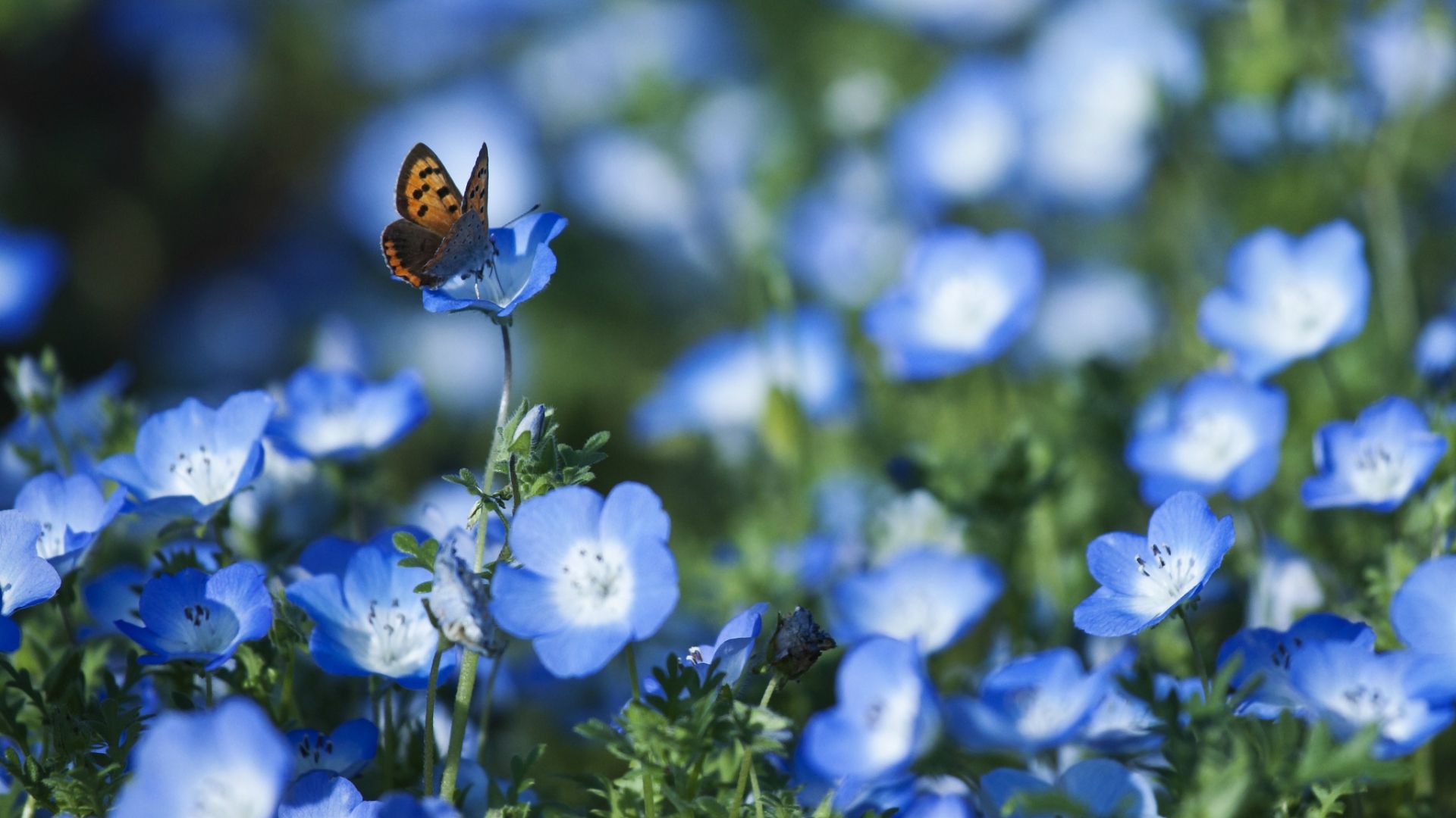 Free download Spring Flowers And Butterflies Wallpaper The Art