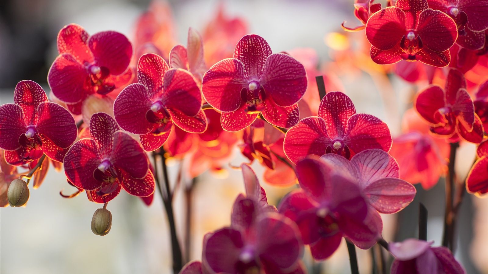 Phalaenopsis Red Spring Wallpaper. Orchid wallpaper, Orchid