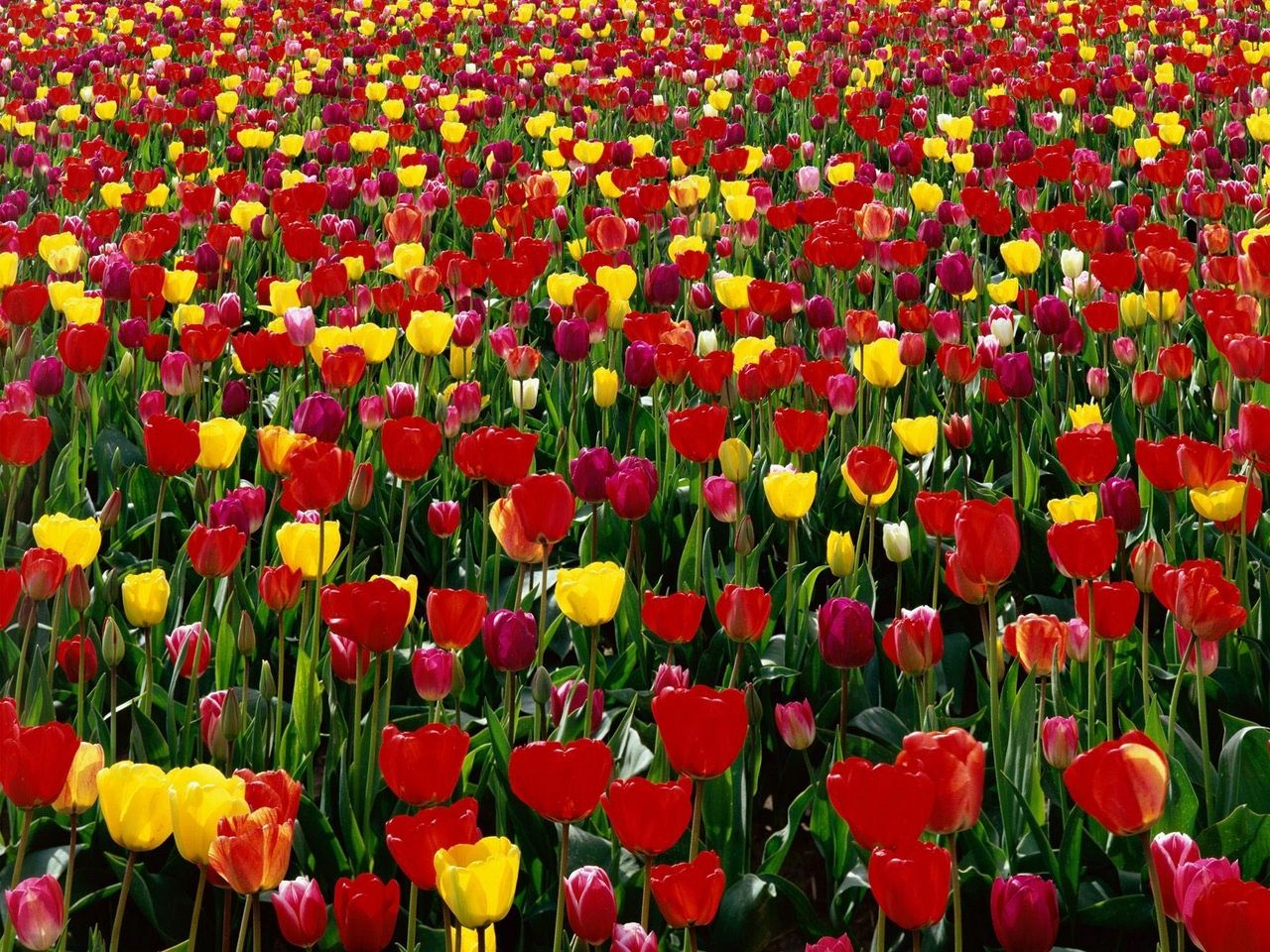 Download wallpaper 1280x960 tulips, flowers, red, yellow, bright