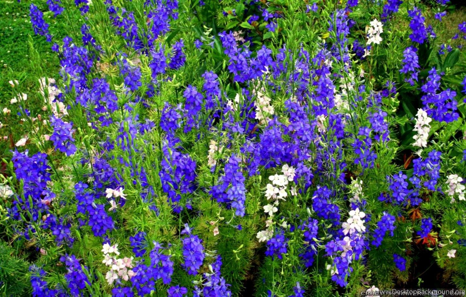 Blue Spring Flowers Names Wallpaper Desktop Background