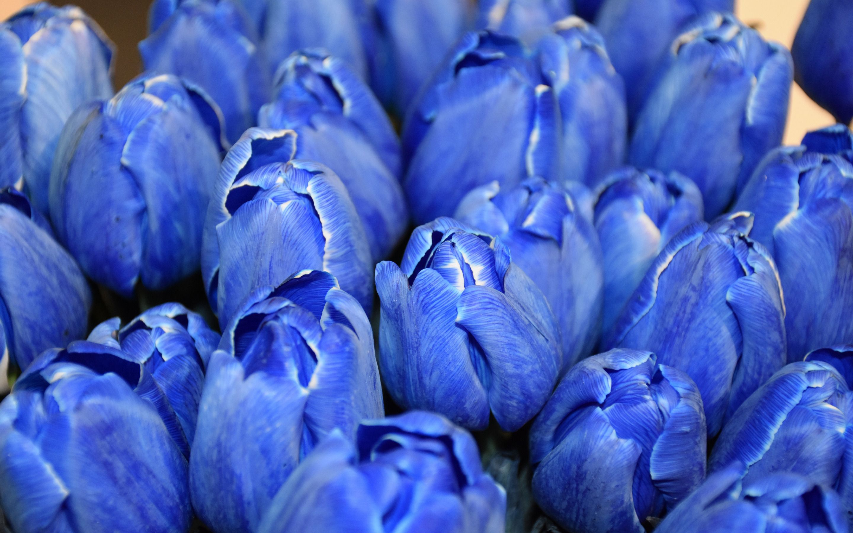 Download wallpaper blue tulips, tulip buds, blue flowers, tulips