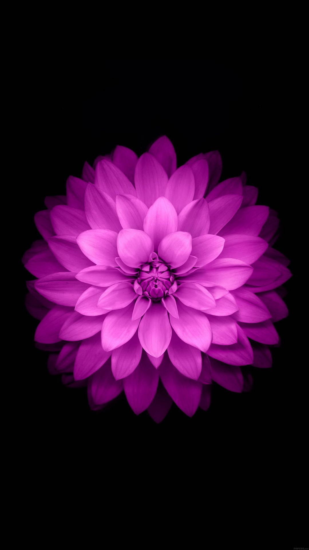 Purple Lotus Black Background. Retina wallpaper, Ios wallpaper