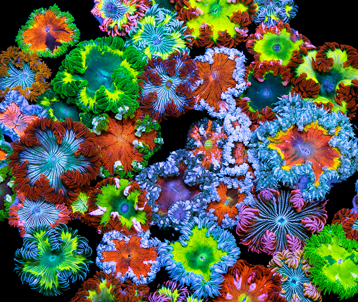 High Res Reefing Wallpaper. REEF2REEF Saltwater and Reef