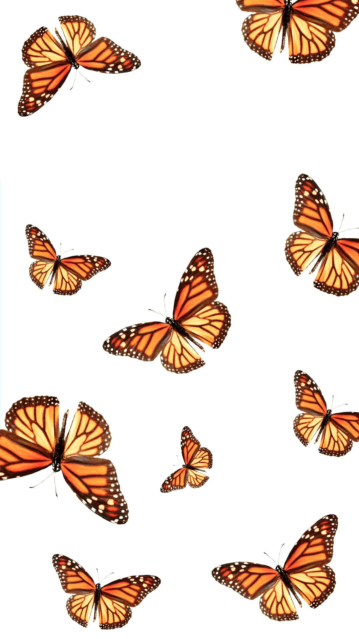➵ for more! ✰. Butterfly wallpaper iphone