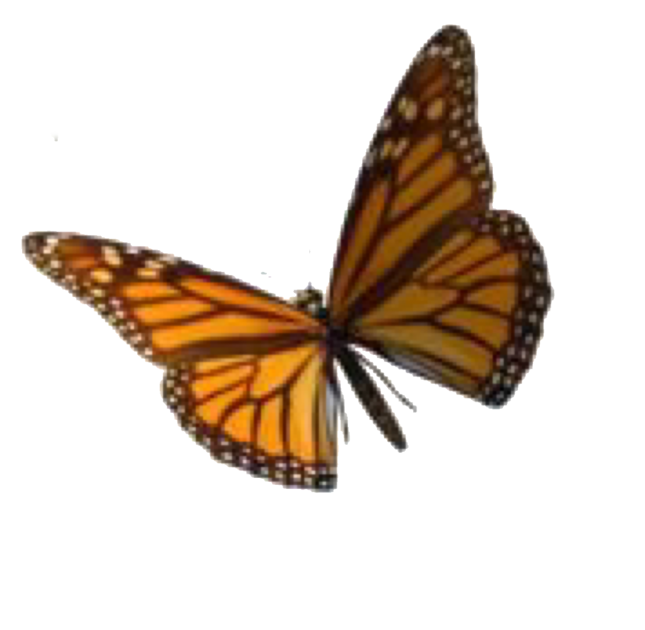 Vsco Butterfly Clipart