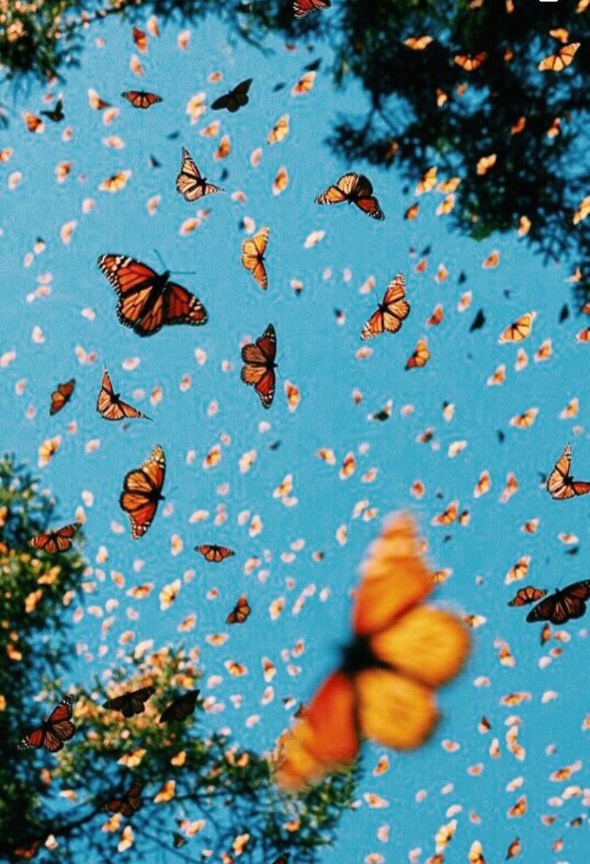 butterfly, aesthetic, and wallpaper image