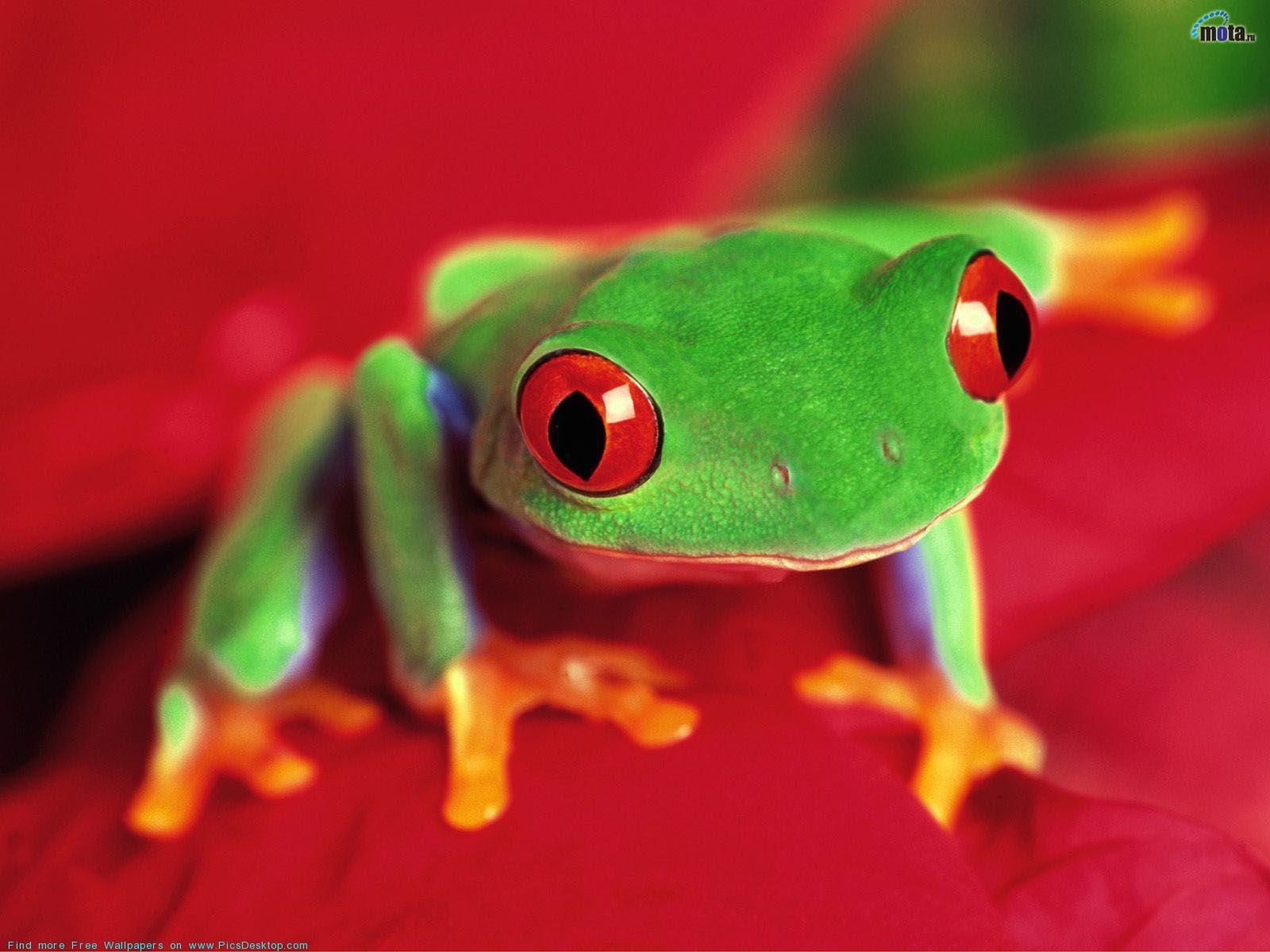 The Green frog Animals computer Desktop Wallpaper