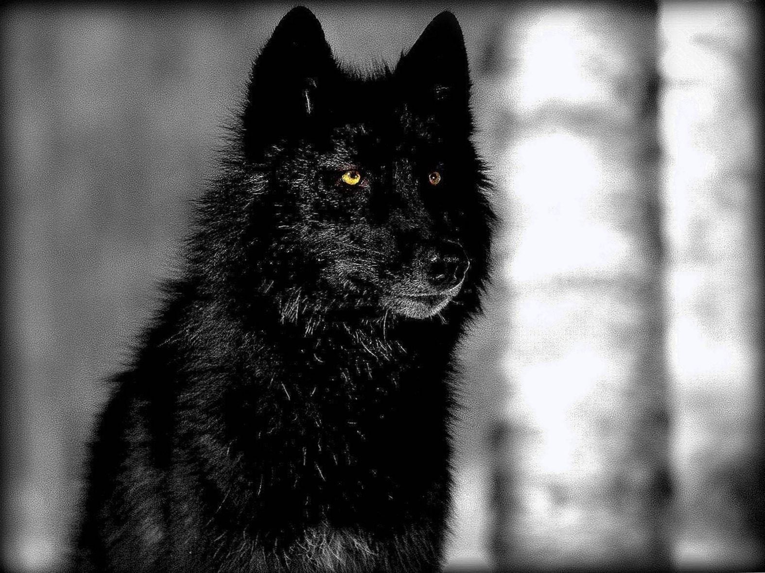 Black Wolf Desktop Wallpaper Wallpaper.Pro