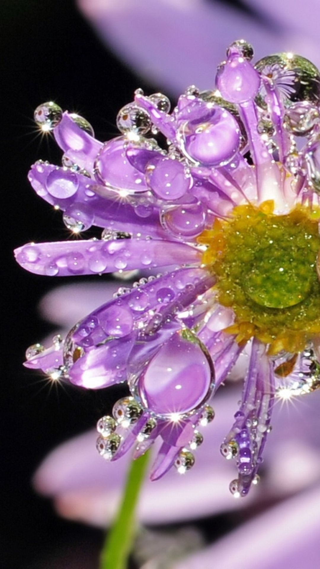 Dew Crystal Purple Daisy Flower Macro iPhone 8 Wallpaper Free Download