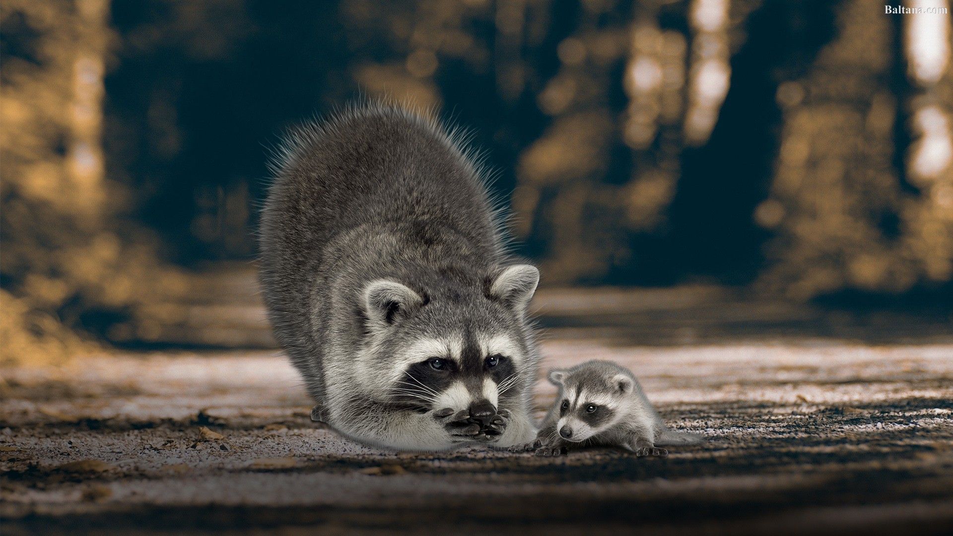 The Charm Of Raccoons