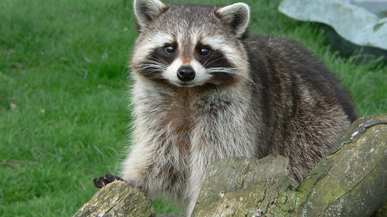 Desktop Wallpaper Raccoons animal