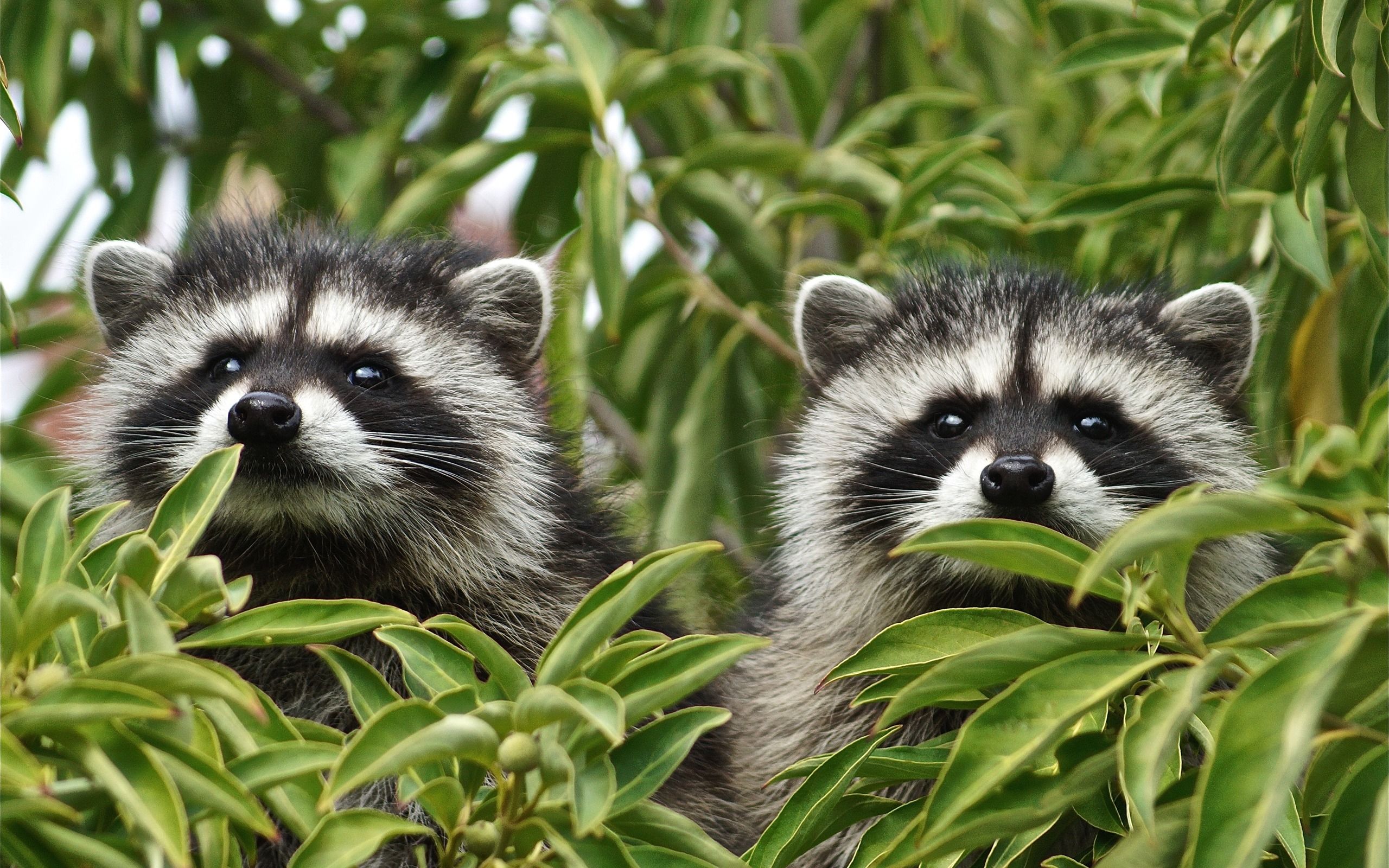Download wallpaper raccoons, forest, tree branch, forest