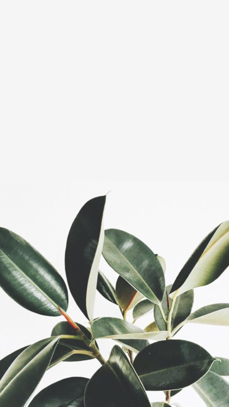 So pretty!. Plant wallpaper, Tumblr iphone wallpaper, Leaf wallpaper