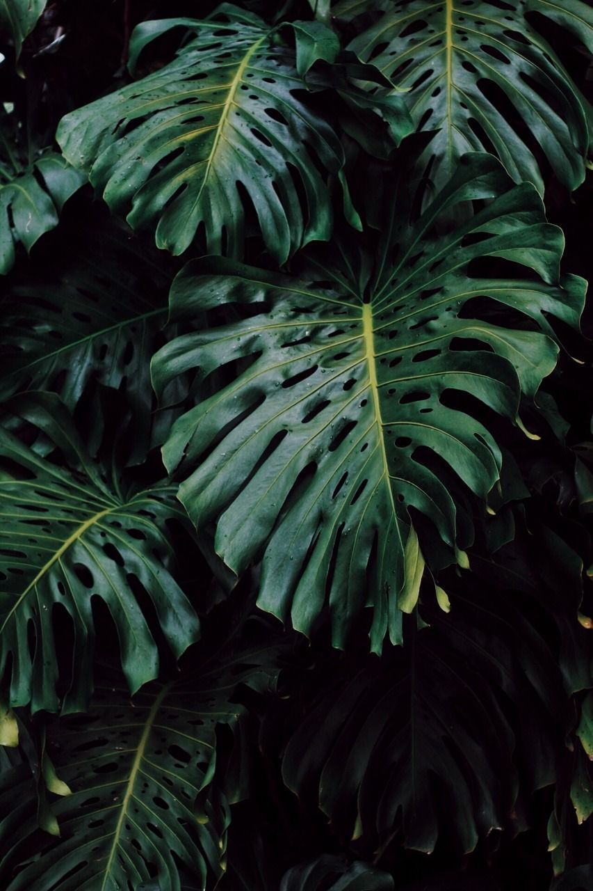 monstera. Plant wallpaper, iPhone wallpaper plants, Dark green aesthetic