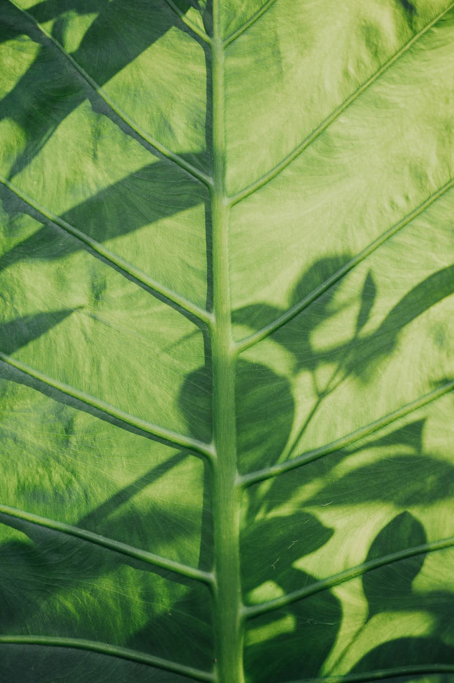HD wallpaper: Colocasia esculenta leaf, plant, veins, tumblr