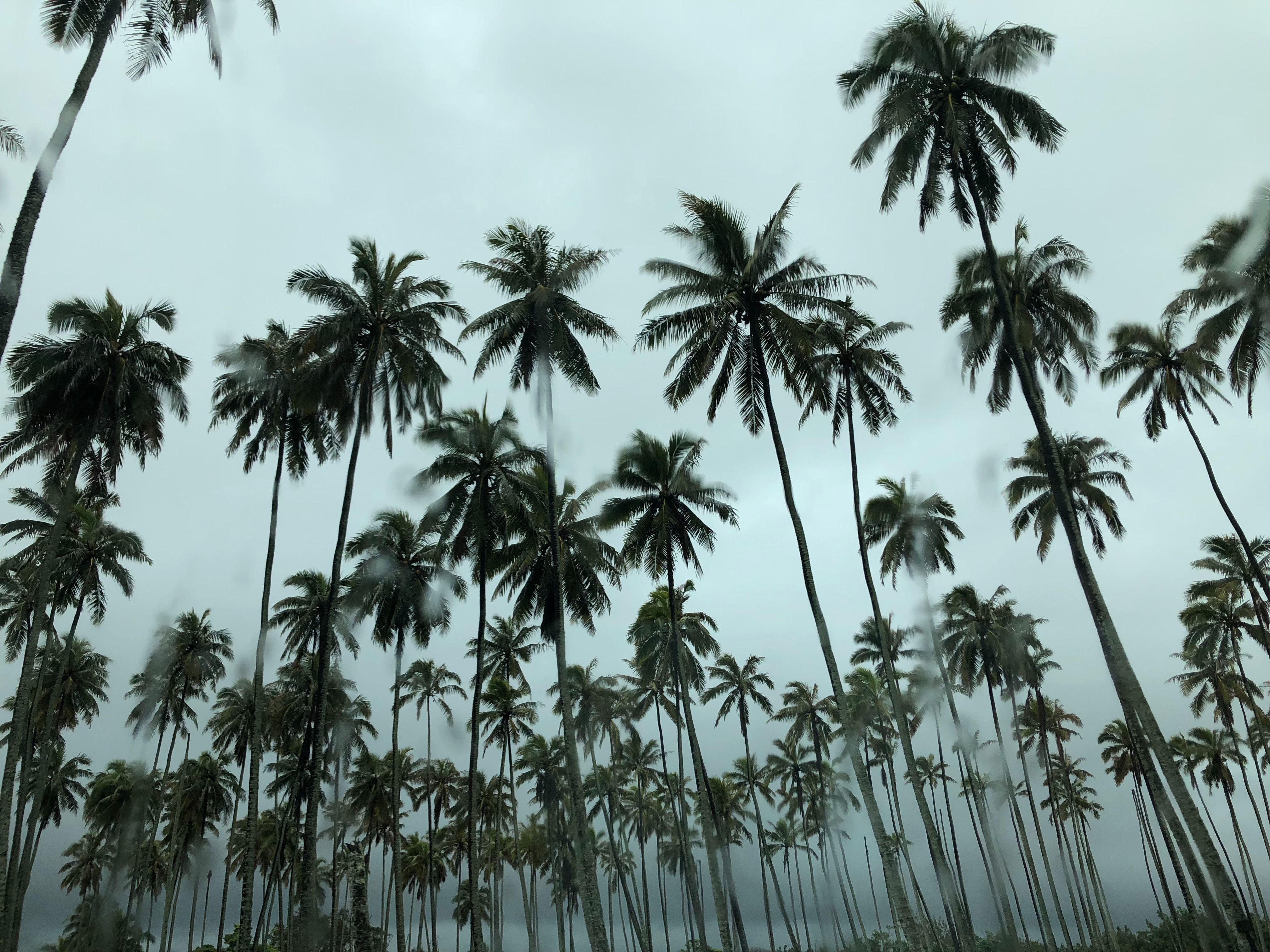 4032x3024 #arecaceae, #Free , #summer, #kauai, #outdoors, #tumblr background, #computer background, #palm tree, #hd background, #background, #hawaii, #tree, #vegetation, #hd wallpaper, #coconut trees, #nature, #plant, #tropical